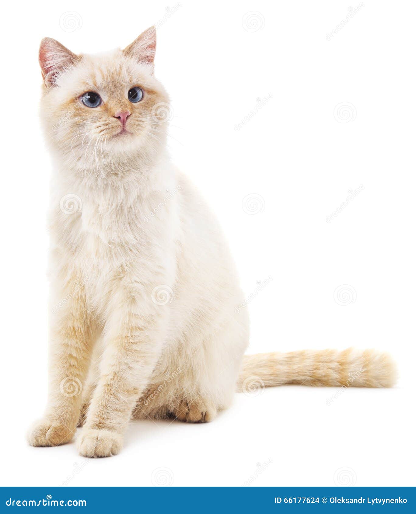 Chat Blanc Avec Des Yeux Bleus Photo Stock Image Du Interesser Beige Chat Blanc Avec Des Yeux Bleus Photo Stock Image Du Interesser Beige