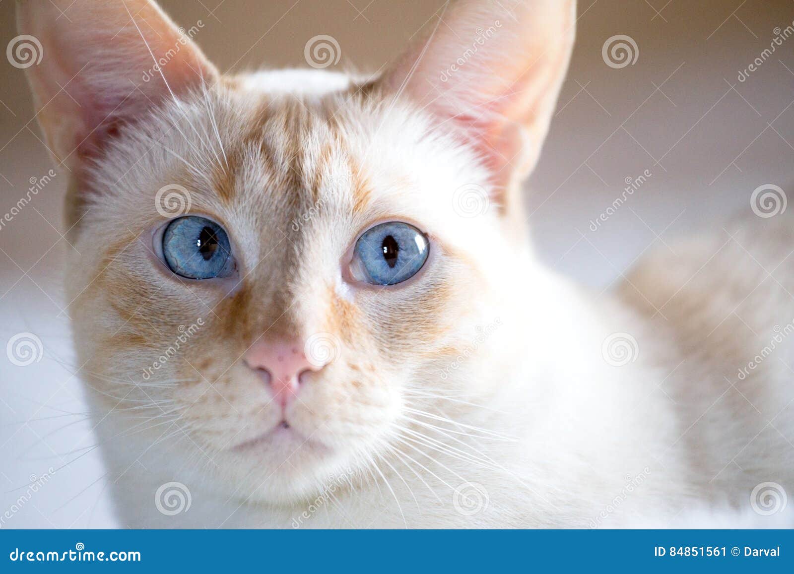 Chat Blanc Avec Des Yeux Bleus Image Stock Image Du
