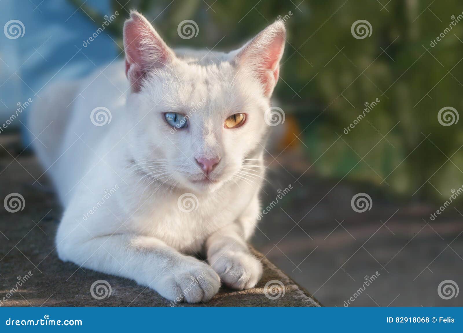 Chat Blanc Avec La Couleur Differente D Oeil Se Situant Dans La Rue Photo Stock Image Du Grece Iris Chat Blanc Avec La Couleur Differente D Oeil Se Situant Dans La Rue Photo Stock Image Du Grece Iris