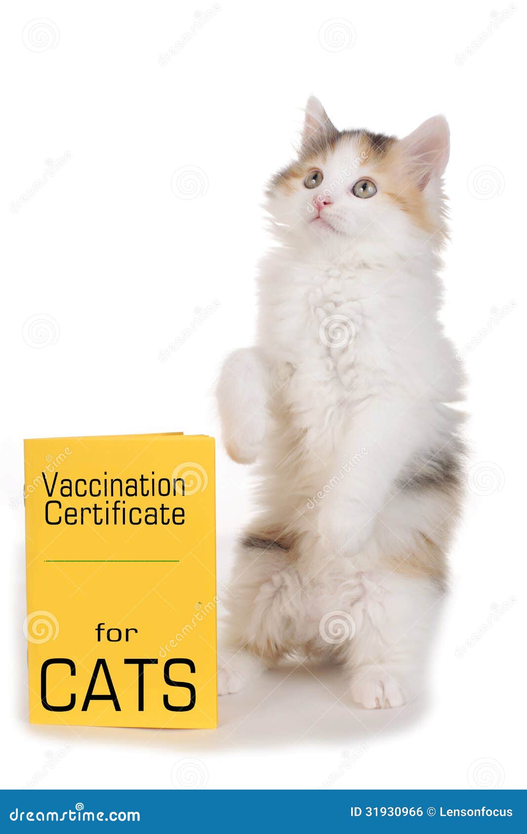 Chat Blanc Avec Le Certificat De Vaccination Photo stock - Image du ...