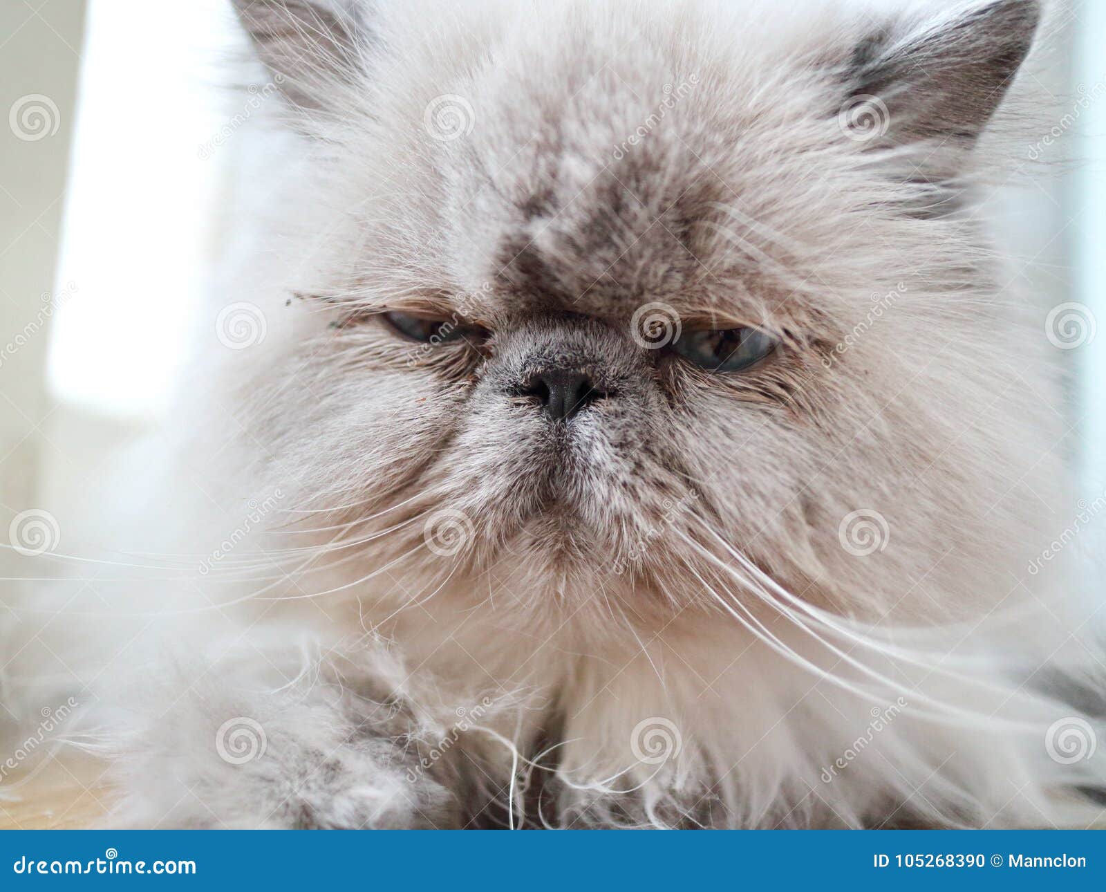 Chat Blanc Avec Les Oreilles Et Les Yeux Bleus Gris Photo