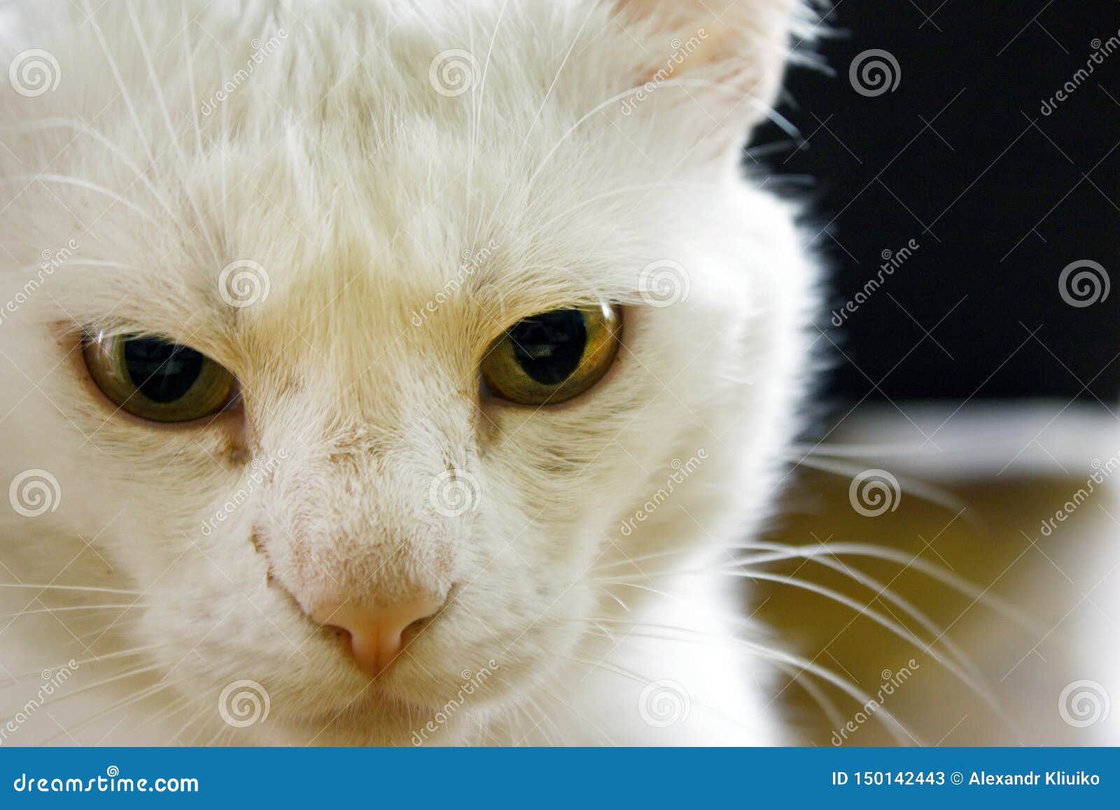 307 Chaton Albinos Photos Libres De Droits Et Gratuites De Dreamstime