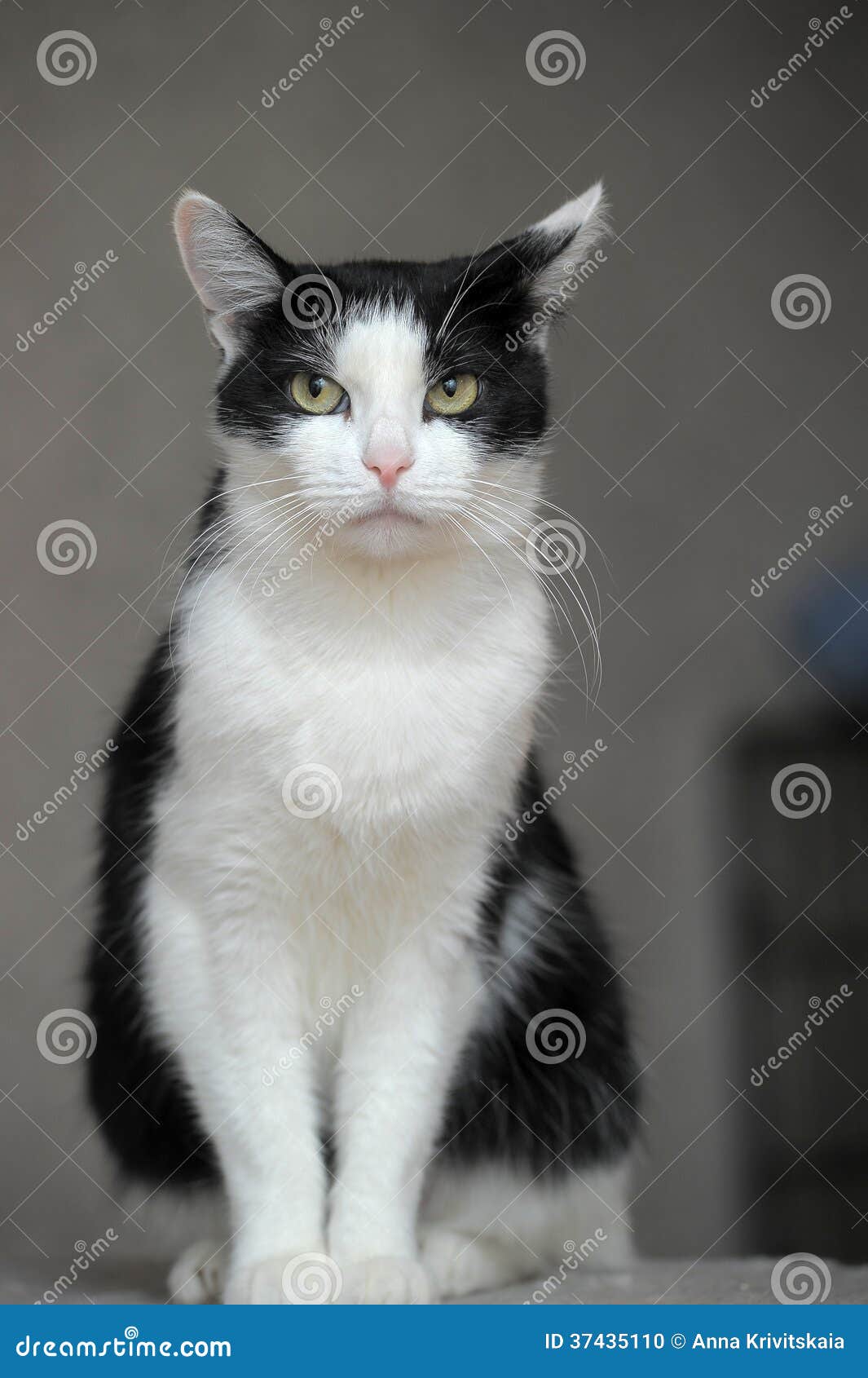 Chat Blanc Noir Photo Stock Image Du Baillement Chaton