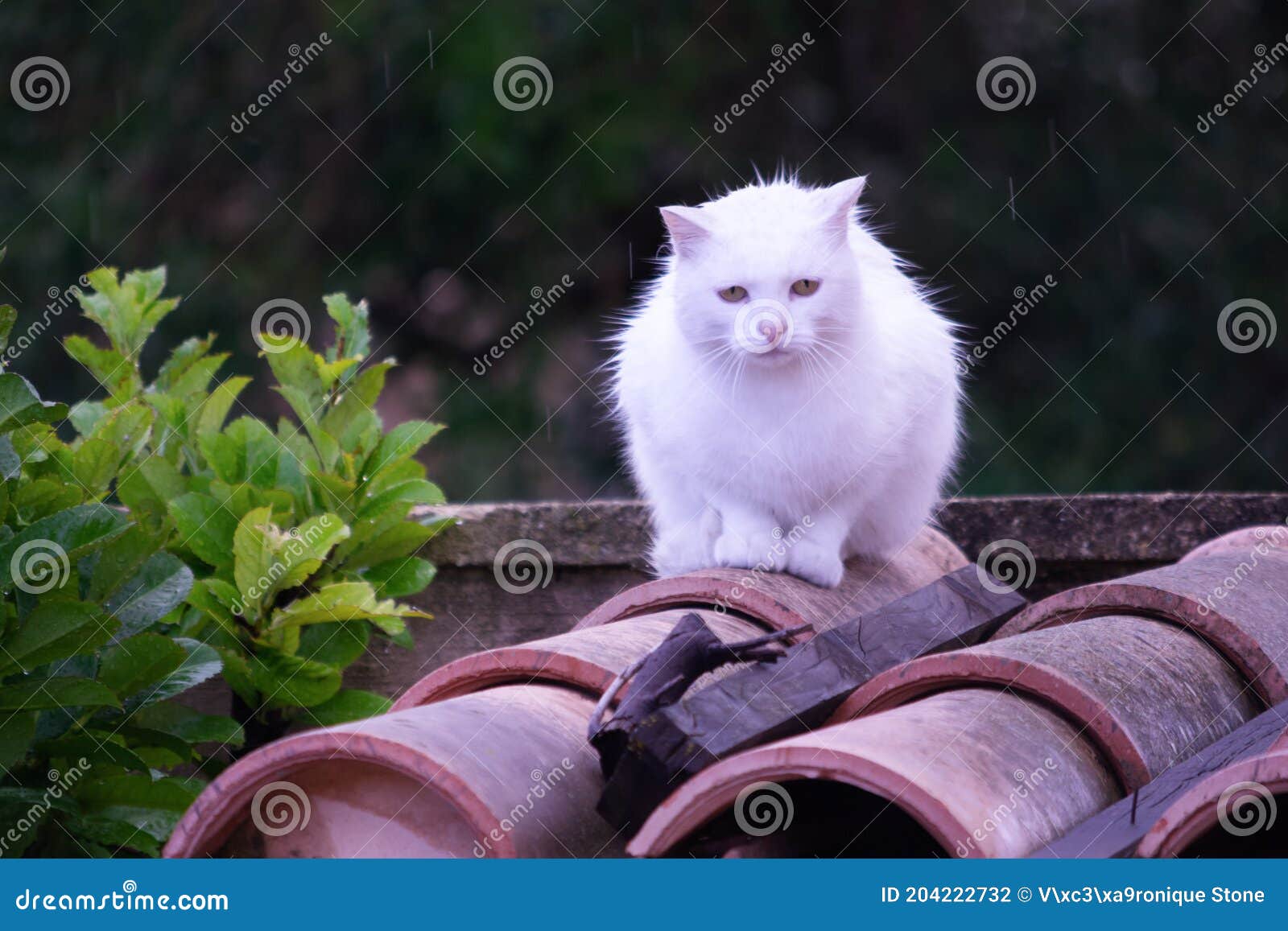 4 477 Chat Sous La Pluie Photos Libres De Droits Et Gratuites De Dreamstime 4 477 Chat Sous La Pluie Photos Libres De Droits Et Gratuites De Dreamstime