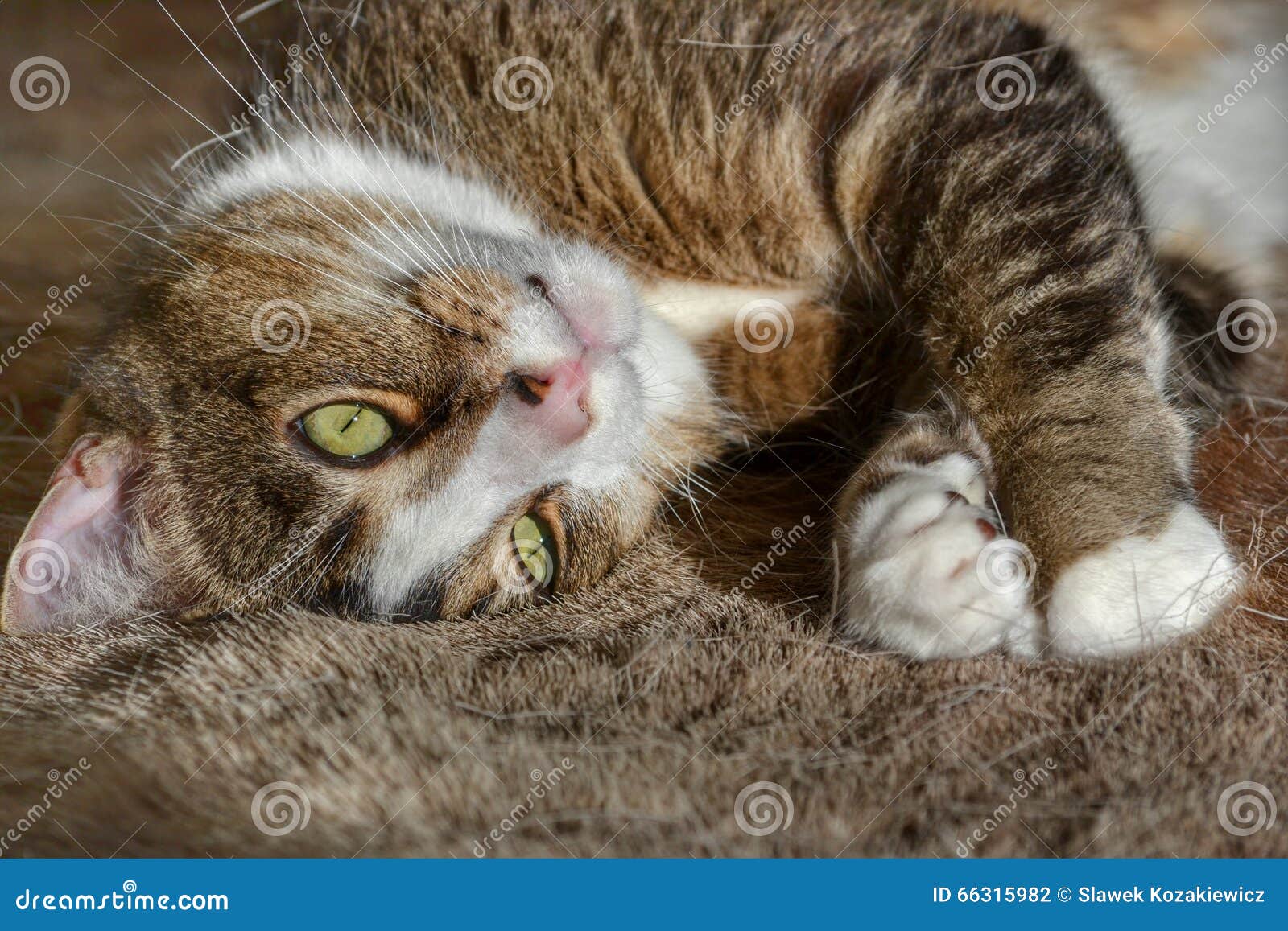 Chat Blanc Tigre Photo Stock Image Du Mignon Animal