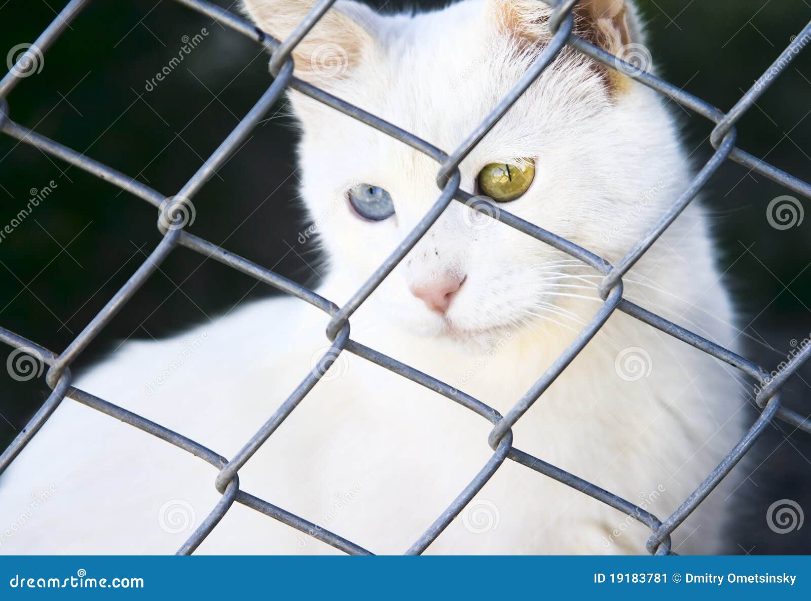 Chat Blanc Van Dans Un Abri Avec Différents Yeux Image Stock