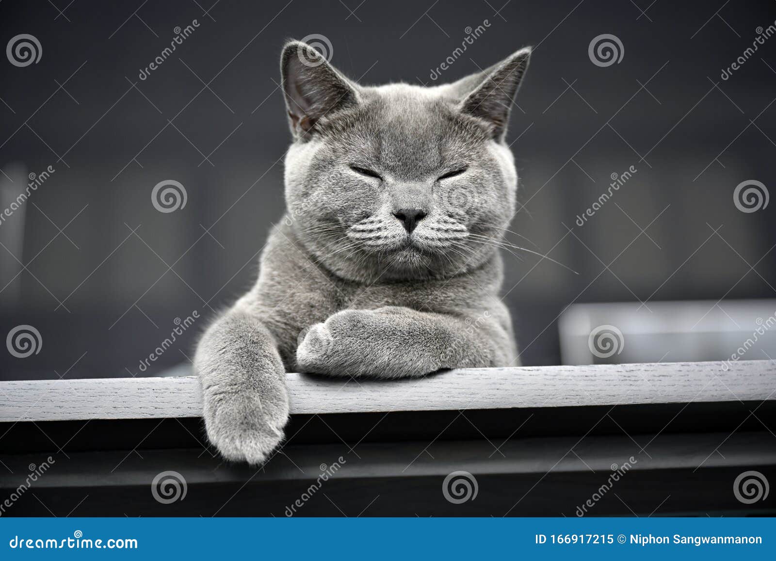 150 Chat Avec Les Yeux Bleu Fonce Photos Libres De Droits Et Gratuites De Dreamstime 150 Chat Avec Les Yeux Bleu Fonce Photos Libres De Droits Et Gratuites De Dreamstime
