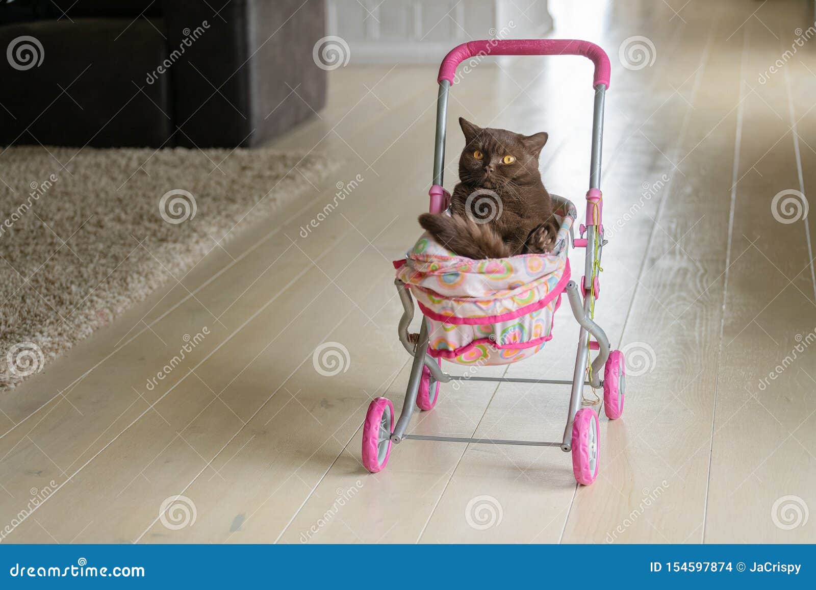 Chat Britannique De Shorthair S Etendant Dans La Poussette De Bebe Coloree A L Interieur Chat Domestique Espiegle Se Reposant Dan Photo Stock Image Du Indoors Felin Chat Britannique De Shorthair S Etendant Dans La Poussette De Bebe Coloree A L Interieur Chat Domestique Espiegle Se Reposant Dan Photo Stock Image Du Indoors Felin