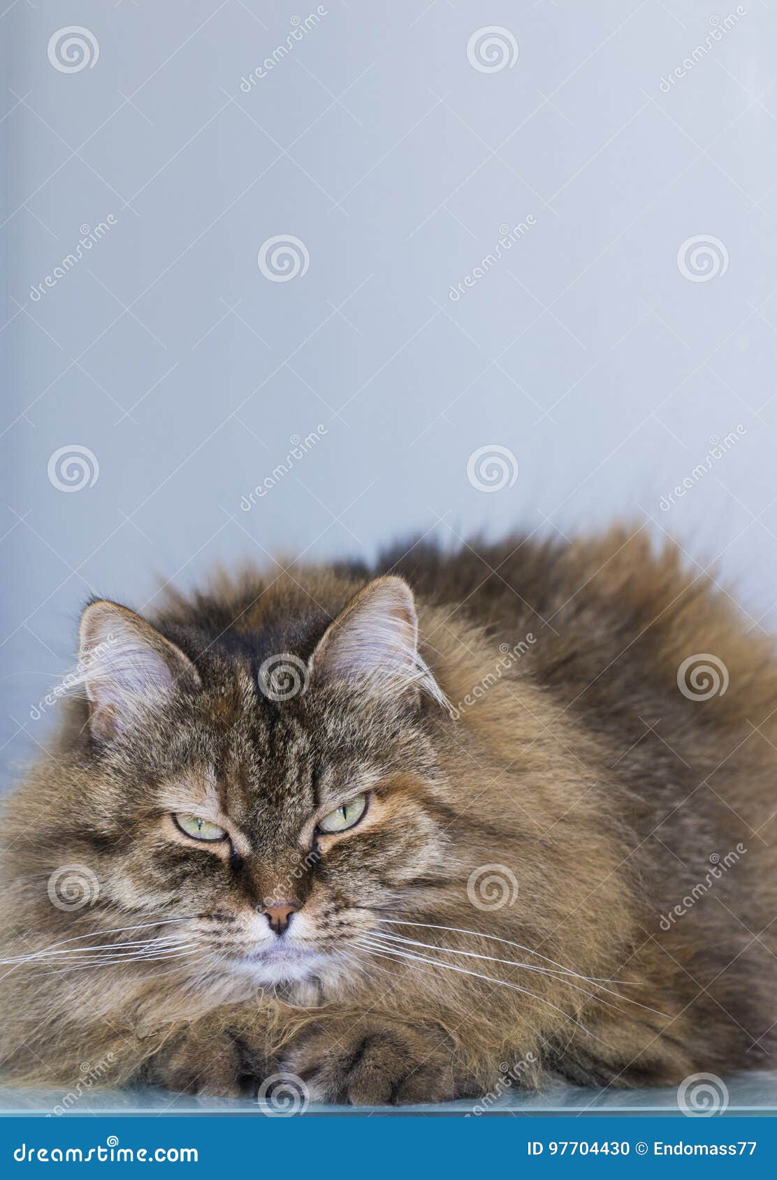 Chat Brun Mignon De Maquereau Du Mensonge Femelle De Race Siberien Sur La La Table Regardant In Camera Photo Stock Image Du Regarder Camaieu Chat Brun Mignon De Maquereau Du Mensonge Femelle De Race Siberien Sur La La Table Regardant In Camera Photo Stock Image Du Regarder Camaieu