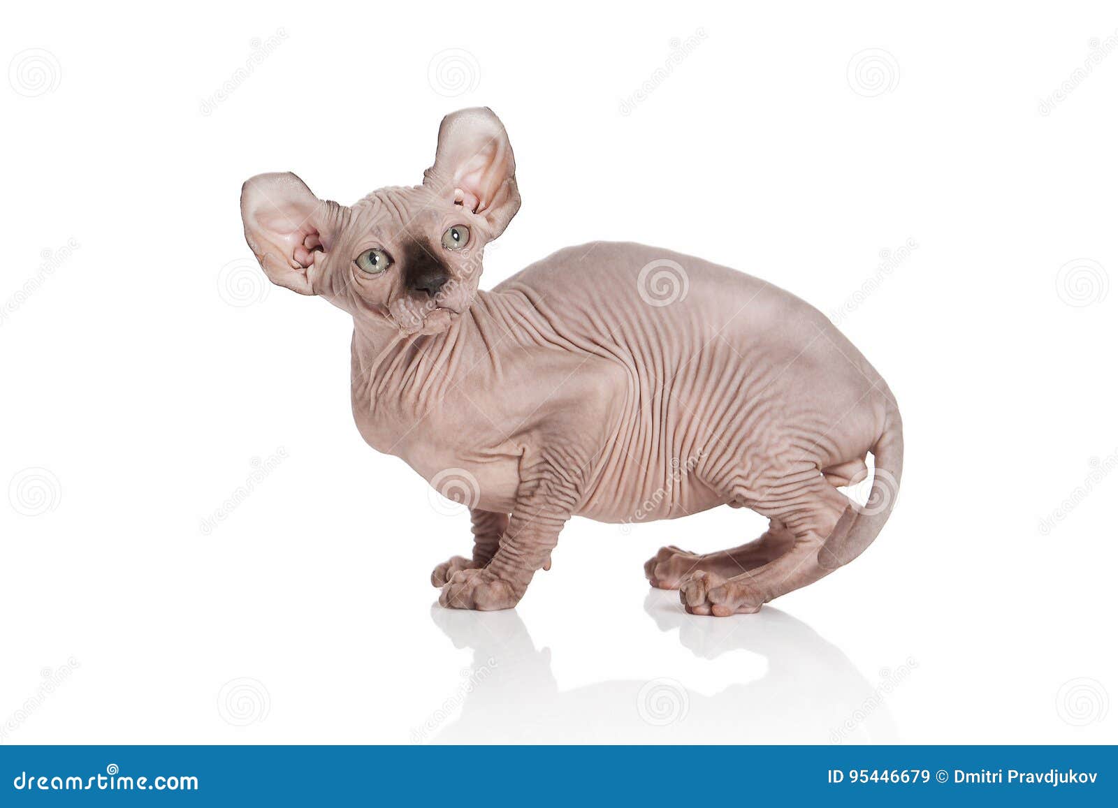 Chat Chaton De Chat D Elf Sur Le Fond Blanc Image Stock Image Du Canadien Pedigree Chat Chaton De Chat D Elf Sur Le Fond Blanc Image Stock Image Du Canadien Pedigree
