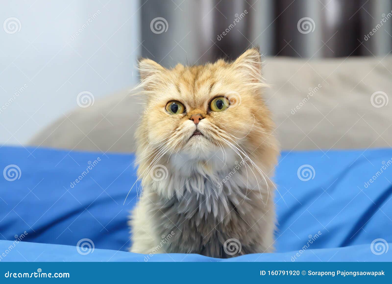 Chat Chinois Chinchilla Mignon Chat En Peluche Photo Stock Image Du Chat Copie Chat Chinois Chinchilla Mignon Chat En Peluche Photo Stock Image Du Chat Copie