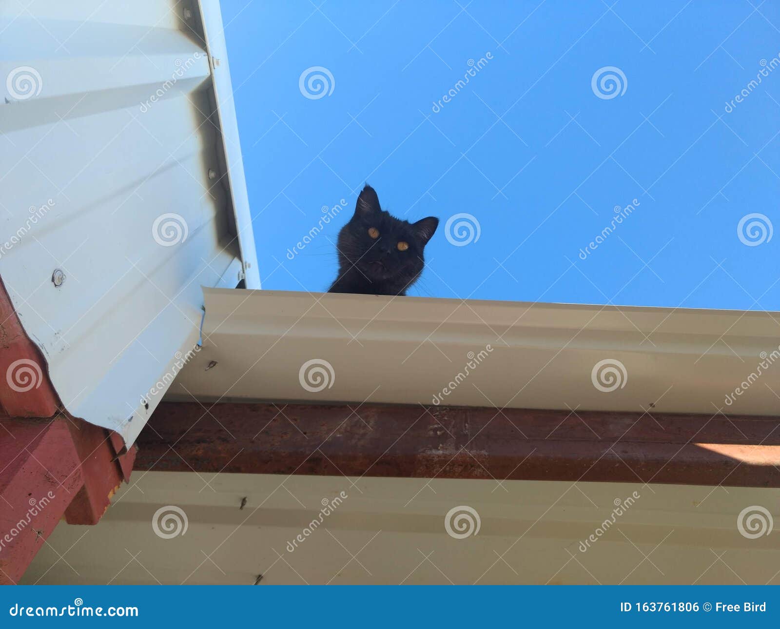 Chat Coince Sur Un Toit En Etain Chaud Photo Stock Image Du Etain Colle