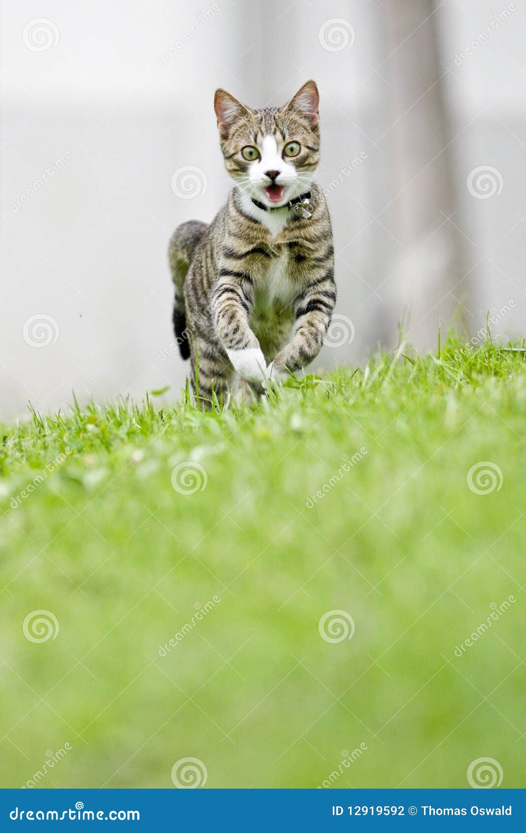 Chat Courant Photo Stock Image Du Courant Chat Chat Courant Photo Stock Image Du Courant Chat