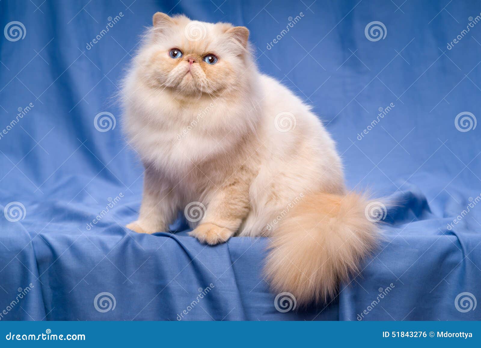 Chat Creme Persan Mignon De Colorpoint Se Reposant Sur Un Fond Bleu Photo Stock Image Du Purebred Cache