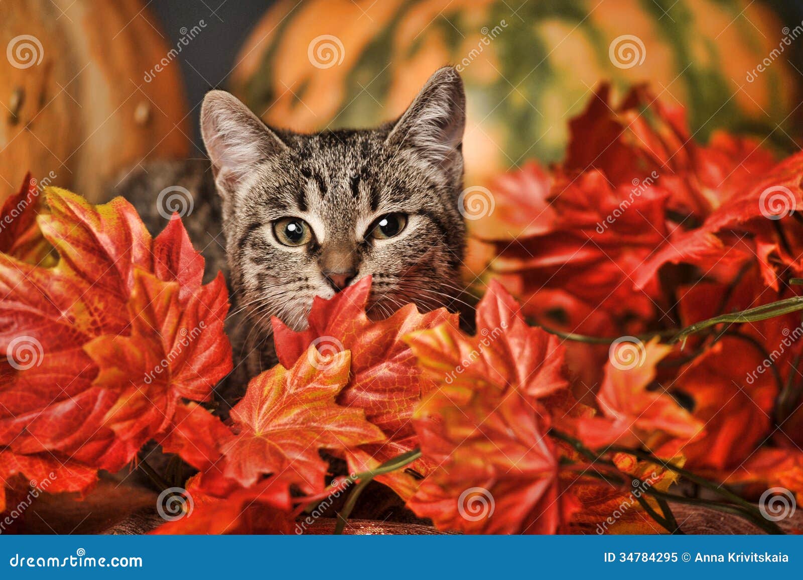 Chat D Automne Image Stock Image Du Automne Chat