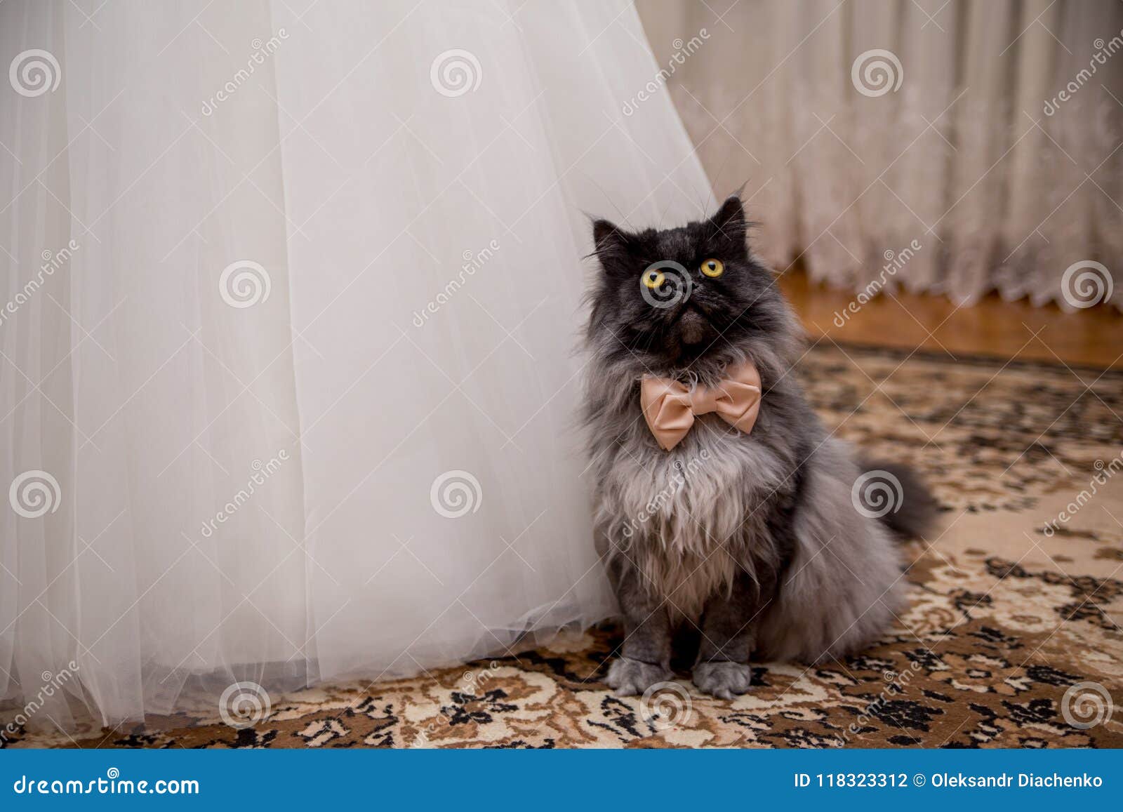 Chat Dans Un Noeud Papillon Pres De La Robe De Mariage De La Jeune Mariee Photo Stock Image Du Pres Papillon Chat Dans Un Noeud Papillon Pres De La Robe De Mariage De La Jeune Mariee Photo Stock Image Du Pres Papillon