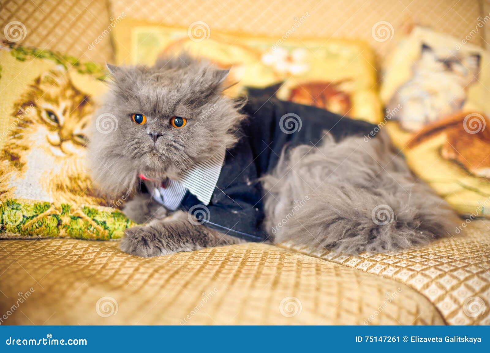 Chat Dans Une Robe De Mariage Avec Le Noeud Papillon Image Stock Image Du Robe Chat Chat Dans Une Robe De Mariage Avec Le Noeud Papillon Image Stock Image Du Robe Chat