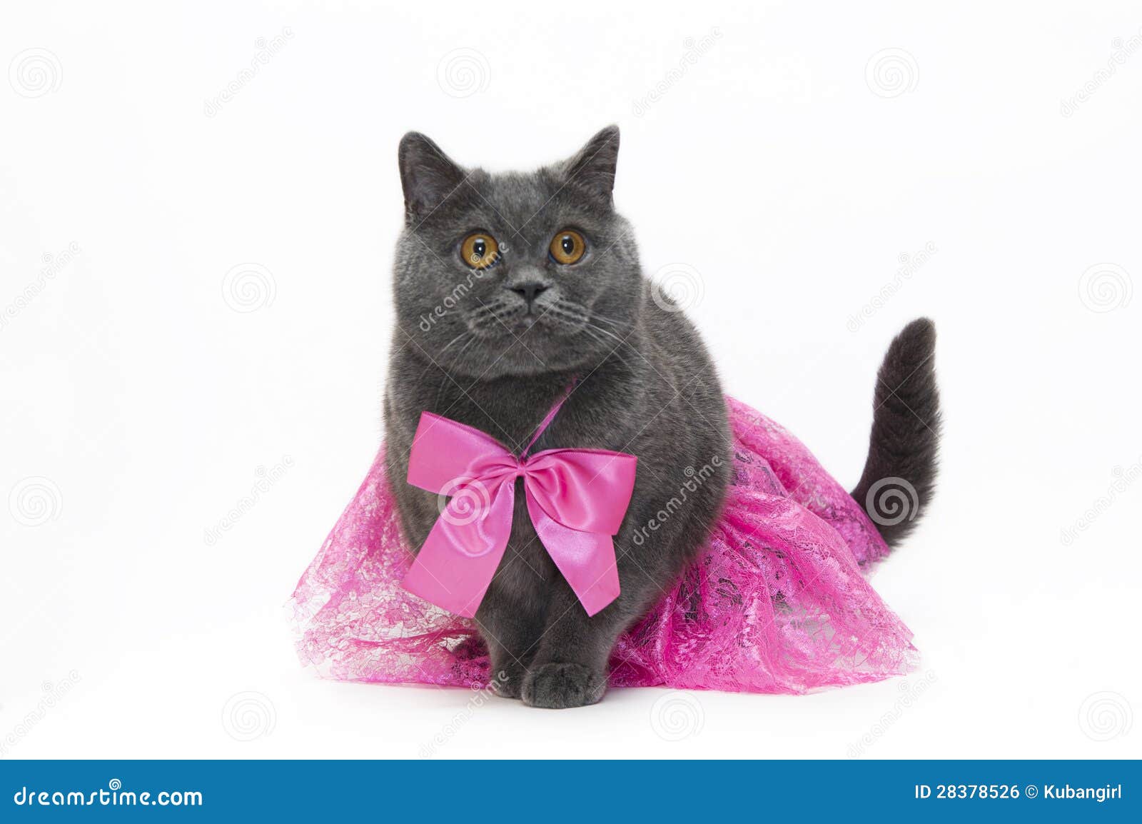 Chat Dans Une Robe Rose Photo Stock Image Du Fourrure Chat Dans Une Robe Rose Photo Stock Image Du Fourrure