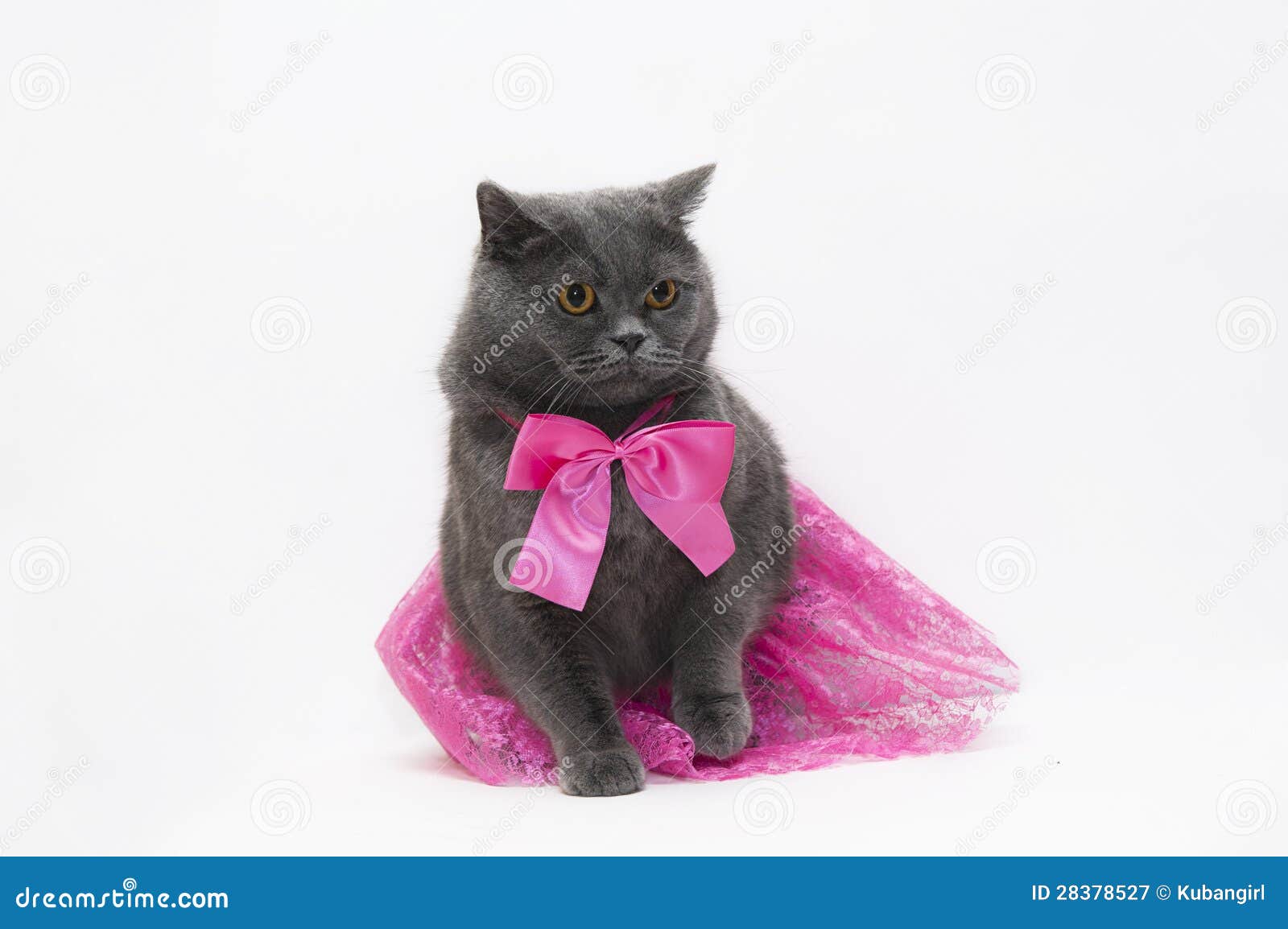Chat Dans Une Robe Rose Image Stock Image Du Fourrure Chat Dans Une Robe Rose Image Stock Image Du Fourrure