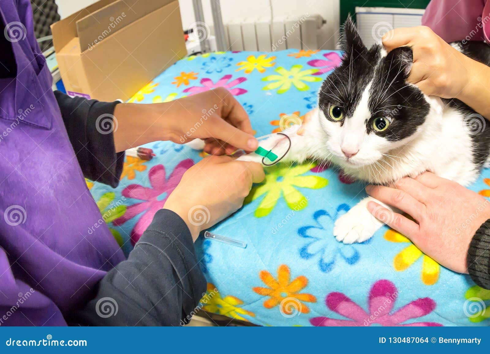 Chat de dessin de sang photo stock. Image du pointeau 130487064