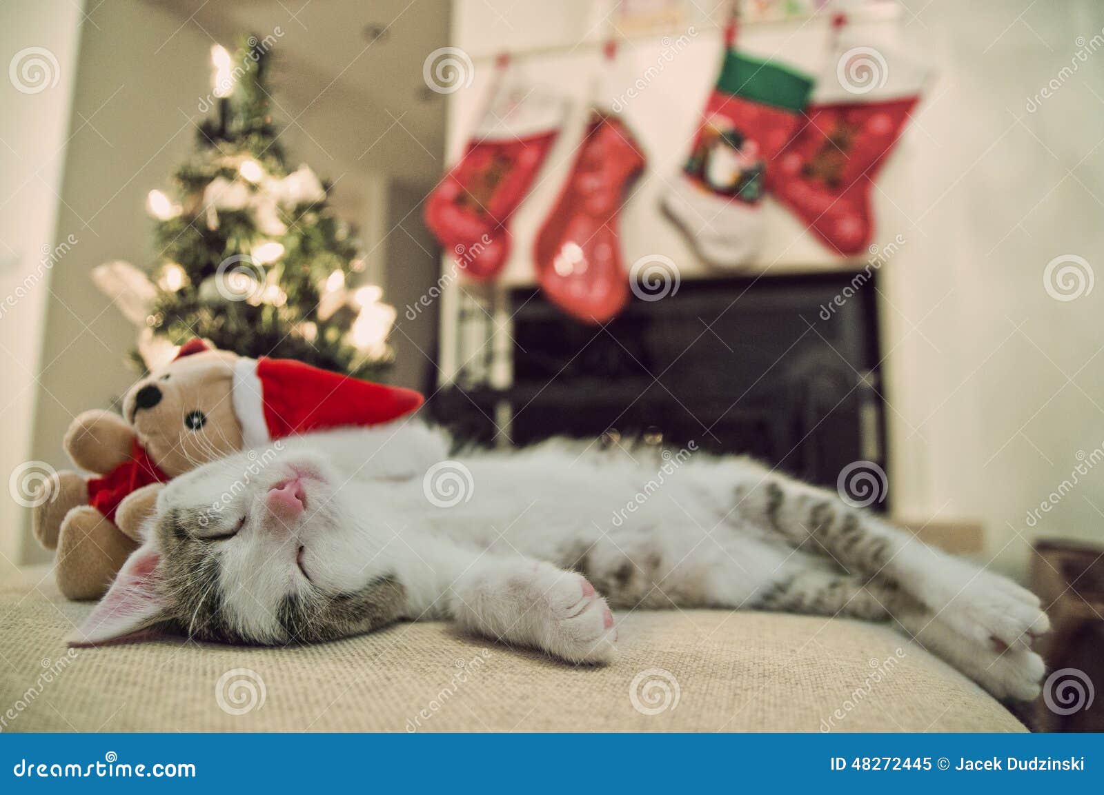 Chat De Joyeux Noel Chaton Sous L Arbre Santa Image Stock Image Du Joyeux Noel