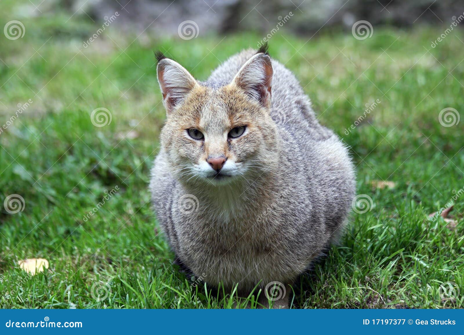 Chat de jungle image stock. Image du faune, grand, désert 17197377