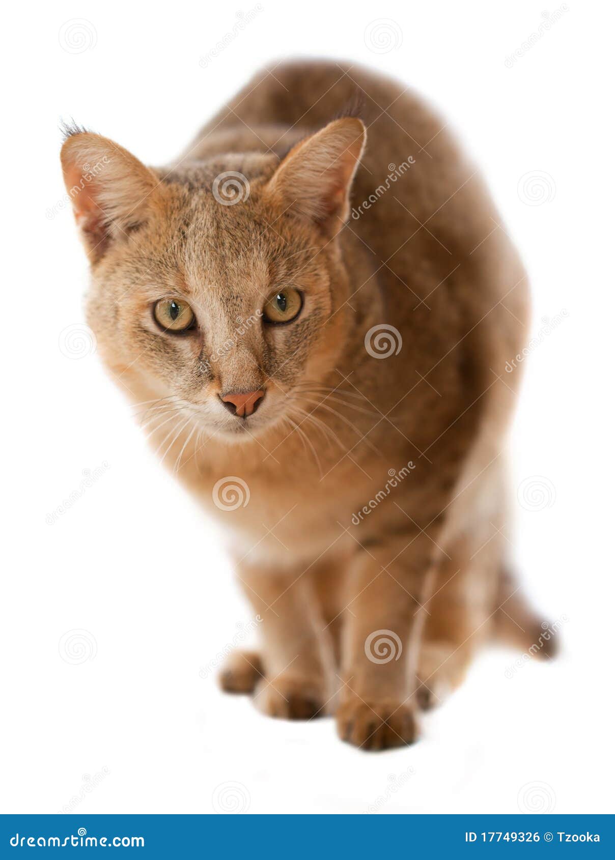 Chat de jungle photo stock. Image du studio, projectile 17749326
