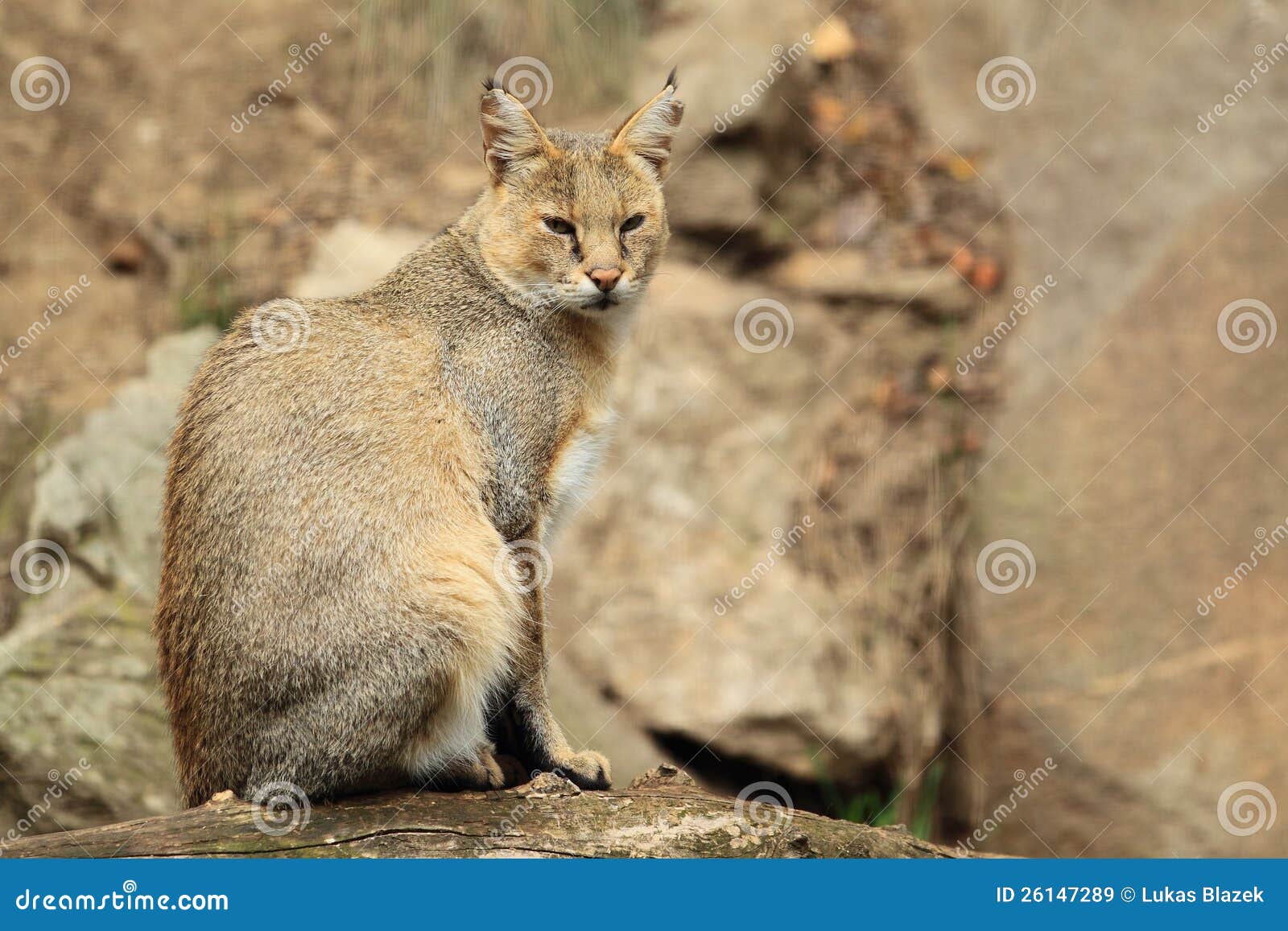Chat de jungle image stock. Image du jungle, classé, chat 26147289