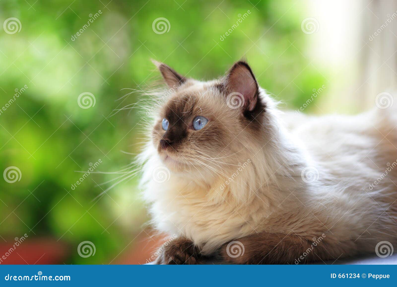 1 262 Chat De L Himalaya Photos Libres De Droits Et Gratuites De Dreamstime 1 262 Chat De L Himalaya Photos Libres De Droits Et Gratuites De Dreamstime