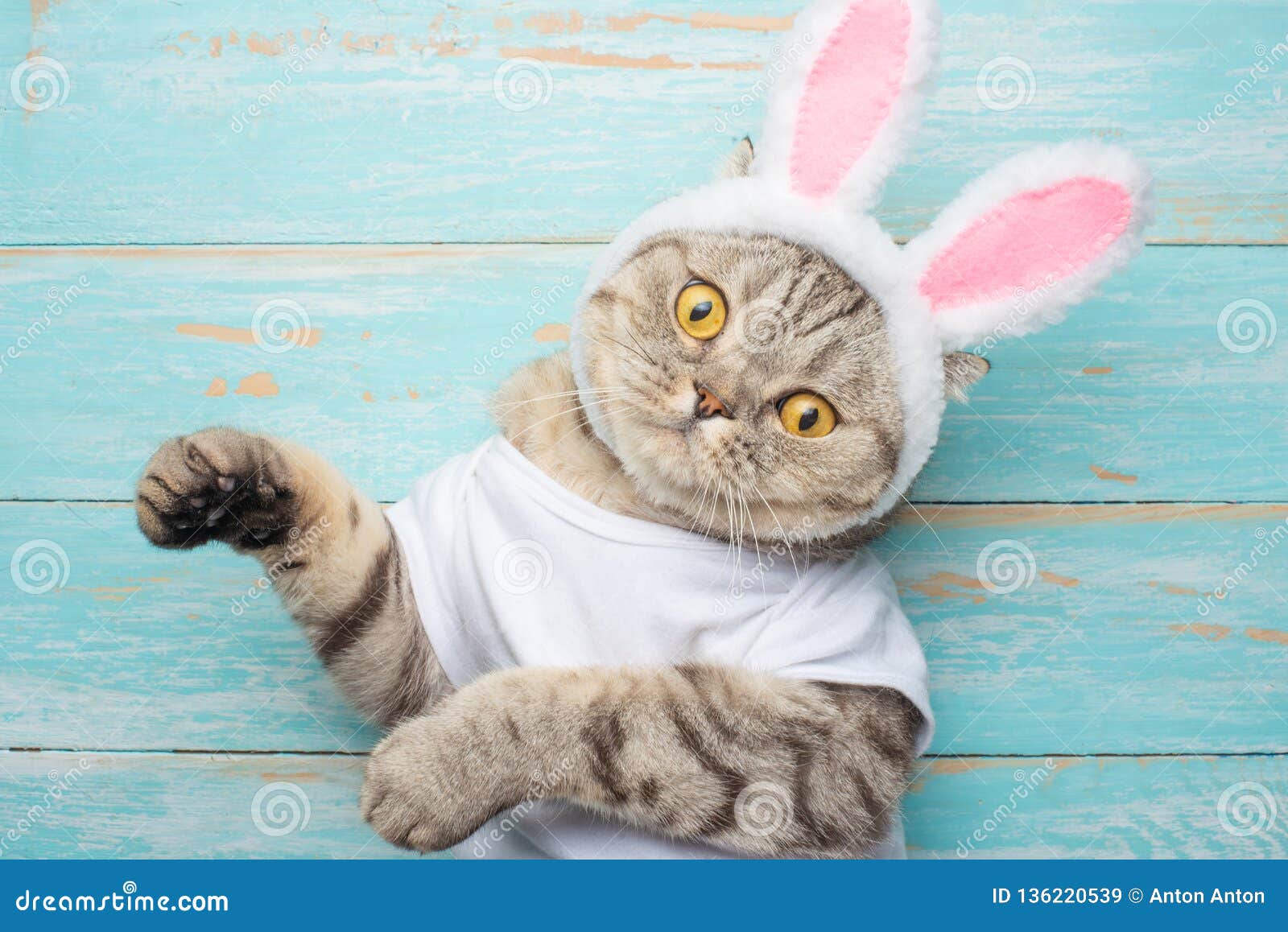 Chapeau de chat lapin, Pâques Mignon Costume Lapin Lapin Chapeau Avec  Oreilles Pour Chats