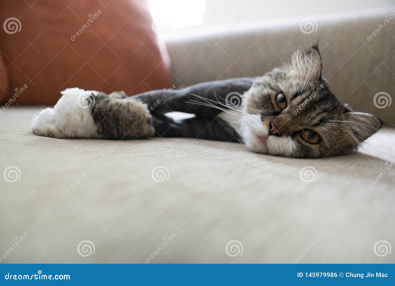 Chat De Persan Croise De Ragondin Du Maine De Race Sur Un Sofa Photo Stock Image Du Animal Patte Chat De Persan Croise De Ragondin Du Maine De Race Sur Un Sofa Photo Stock Image Du Animal Patte
