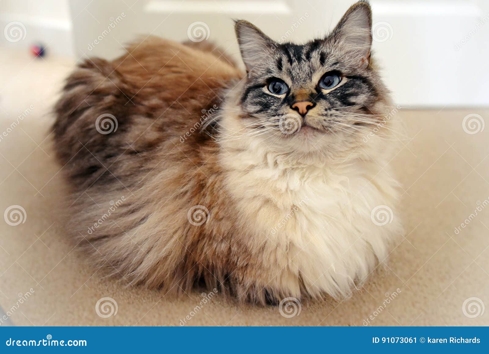 Chat De Ragdoll Image Stock Image Du Verticale Chat