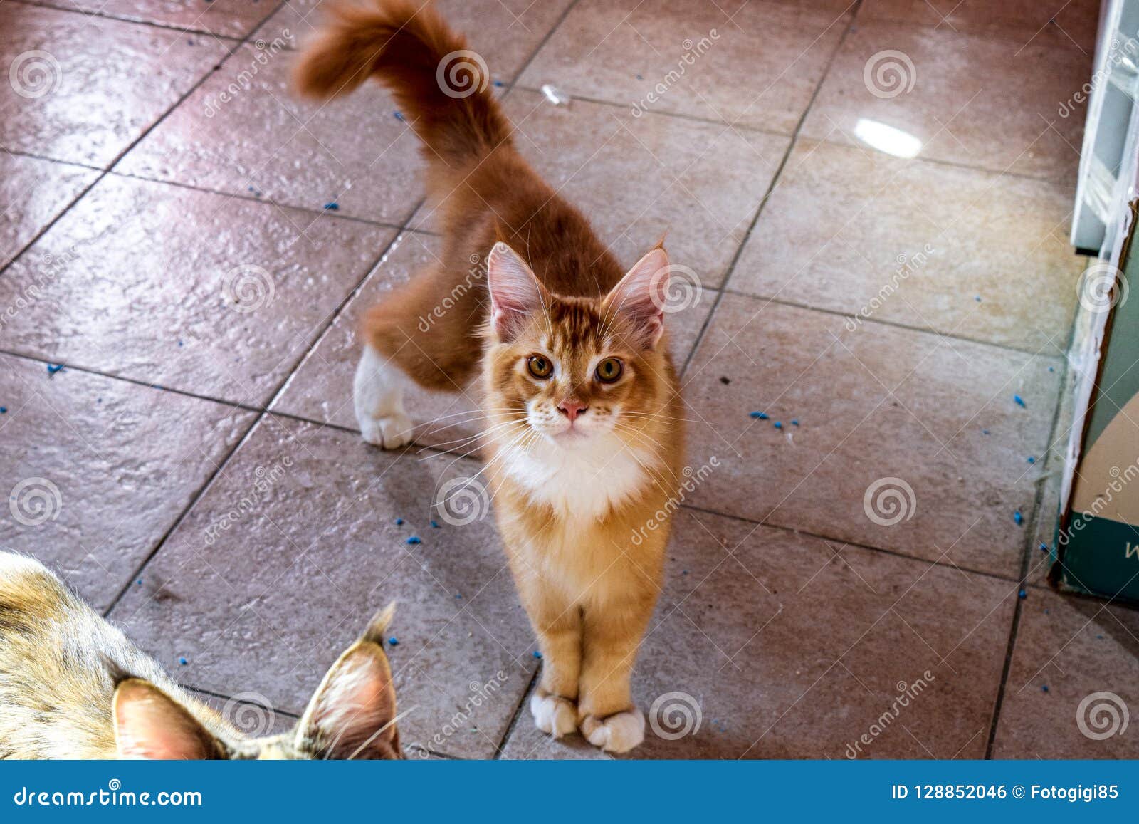 Chat De Ragondin Du Maine De Geant De Chat De Maine Coon Multiplication Des Chats De Race A La Maison Photo Stock Image Du Poilu Ragondin