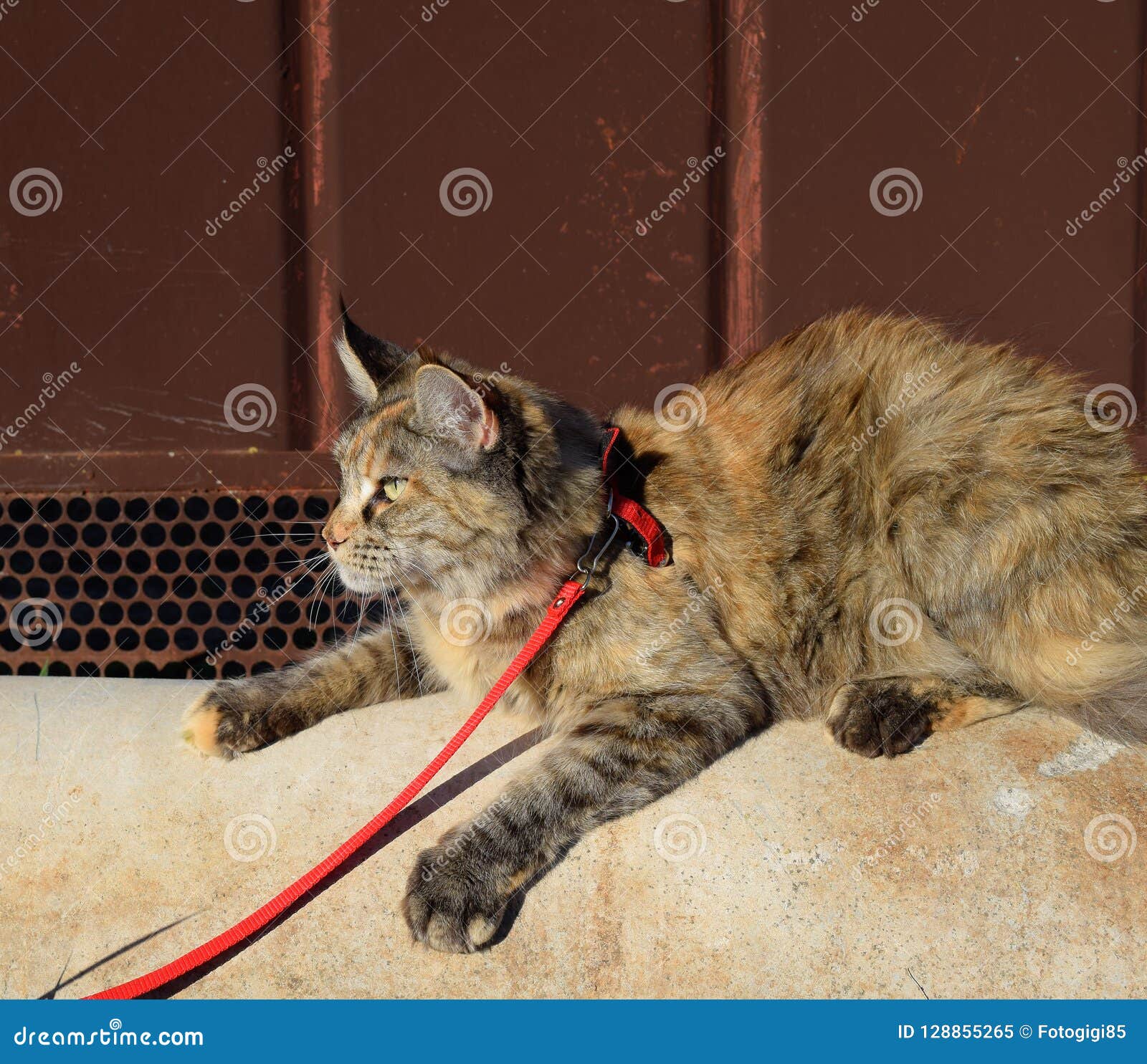 Chat De Ragondin Du Maine De Geant De Chat De Maine Coon Multiplication Des Chats De Race A La Maison Image Stock Image Du Grand Pedigree