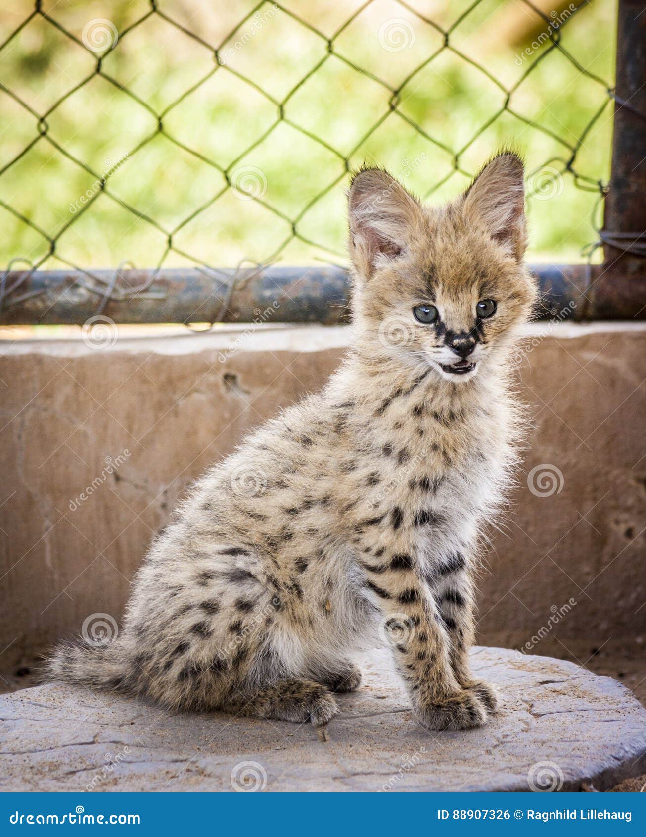 Chat De Serval Photo Stock Image Du Heureux Animaux
