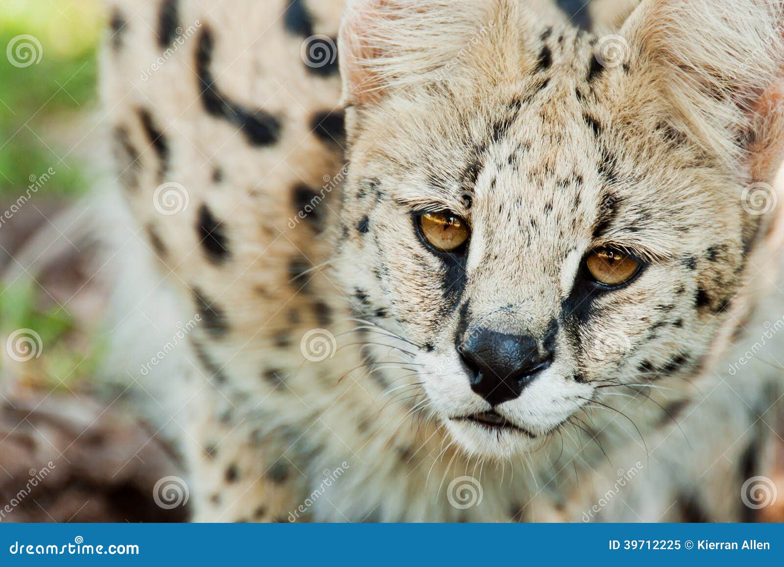 Chat De Serval En Afrique Du Sud Sauvage Image Stock Image Du Sauvage Chat