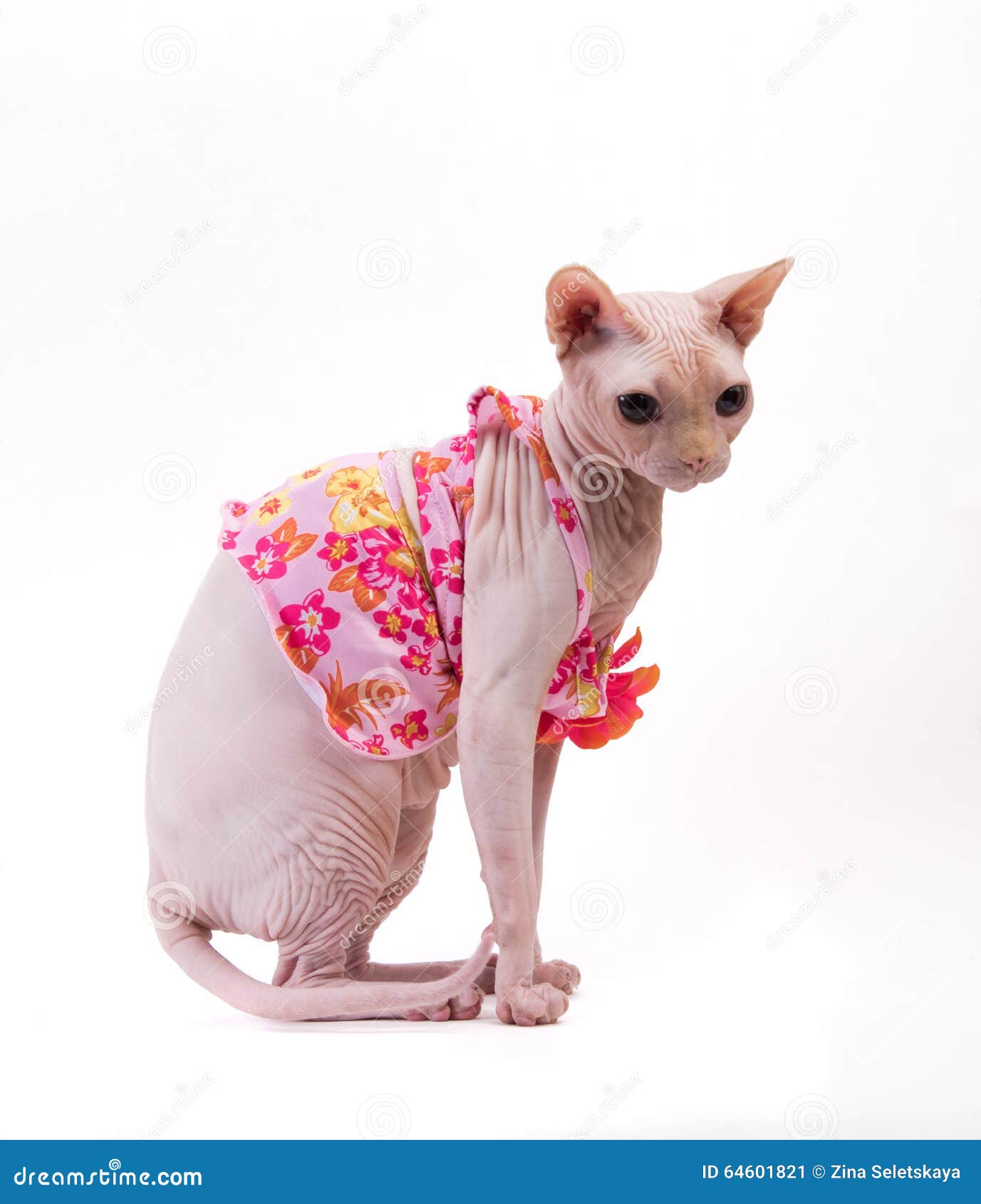 Chat De Sphynx Dans La Robe Rose Sur Le Fond Blanc Image Stock Image Du Rose Blanc Chat De Sphynx Dans La Robe Rose Sur Le Fond Blanc Image Stock Image Du Rose Blanc