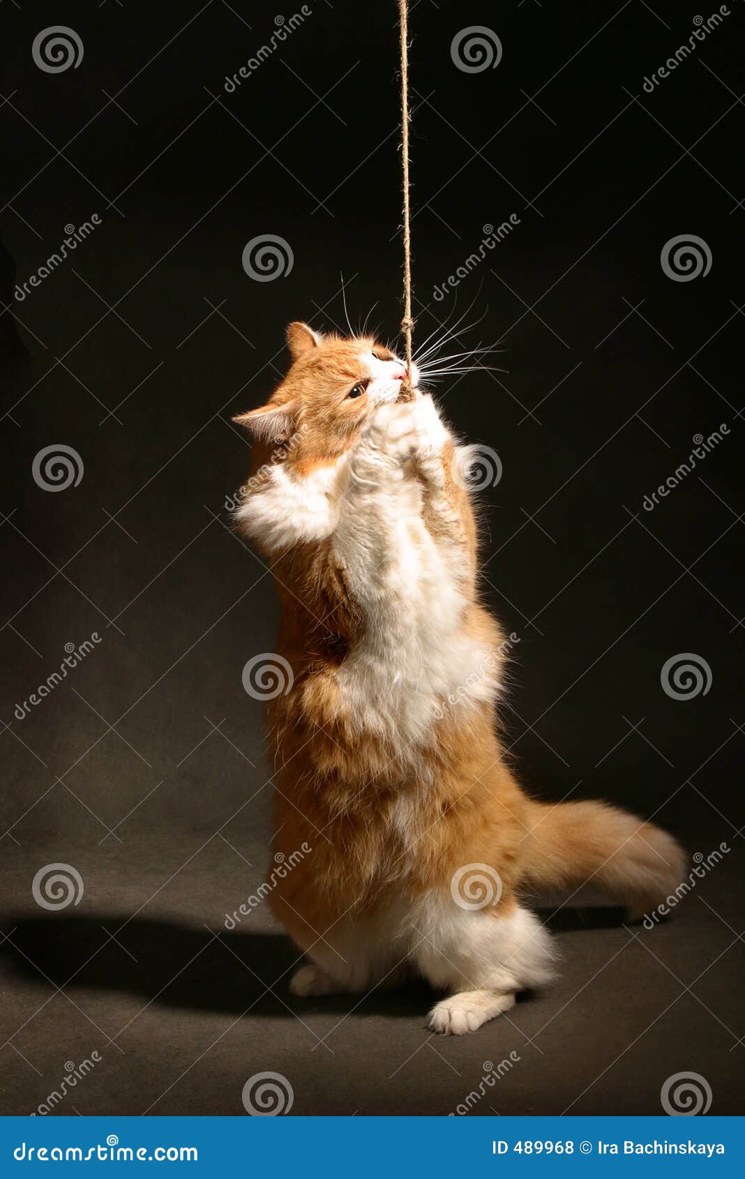 Chat De Sportif Photo Stock Image Du Saut Cordon Divertissement 4968