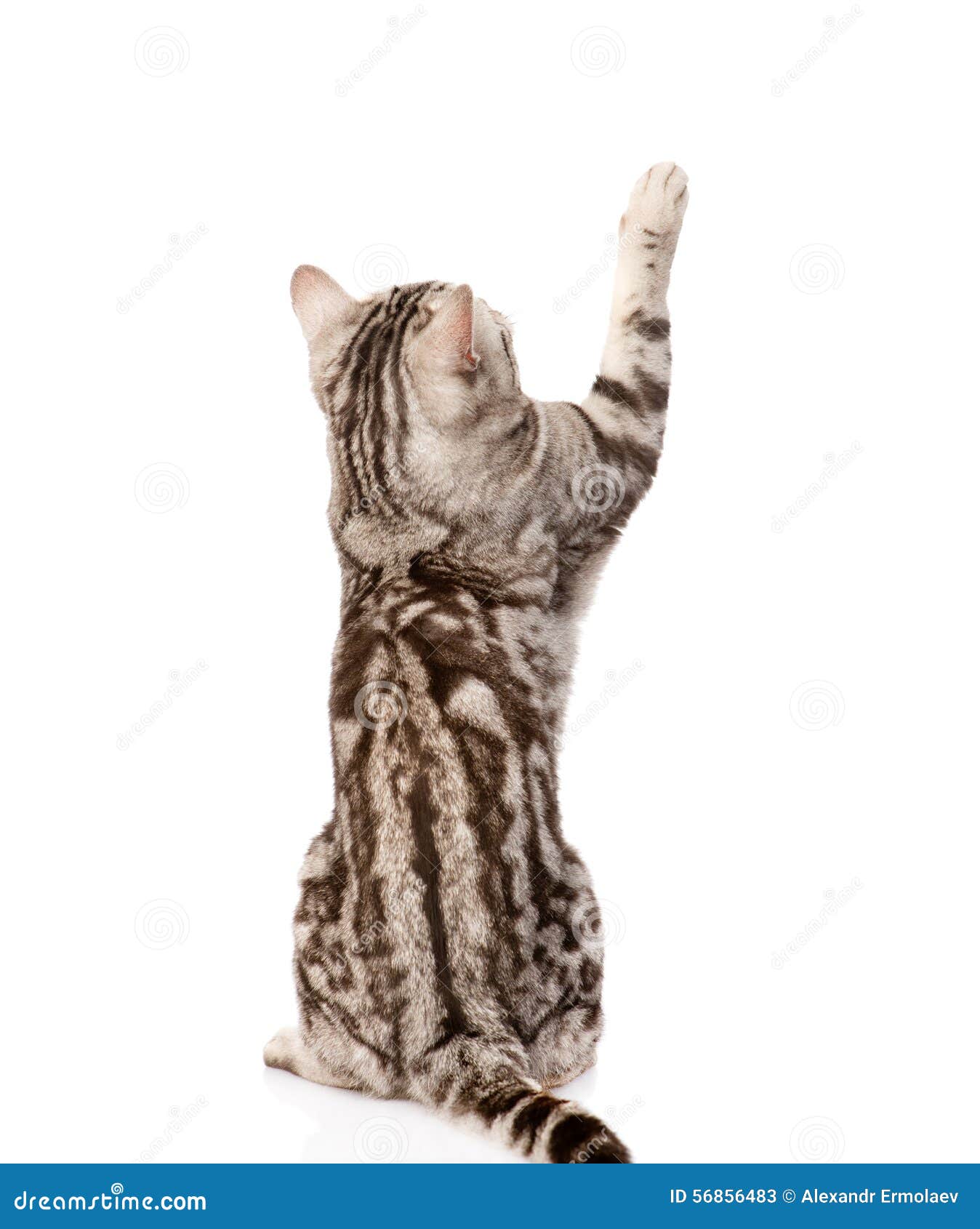 3 4 Vue De Dos De Chat Photos Libres De Droits Et Gratuites De Dreamstime