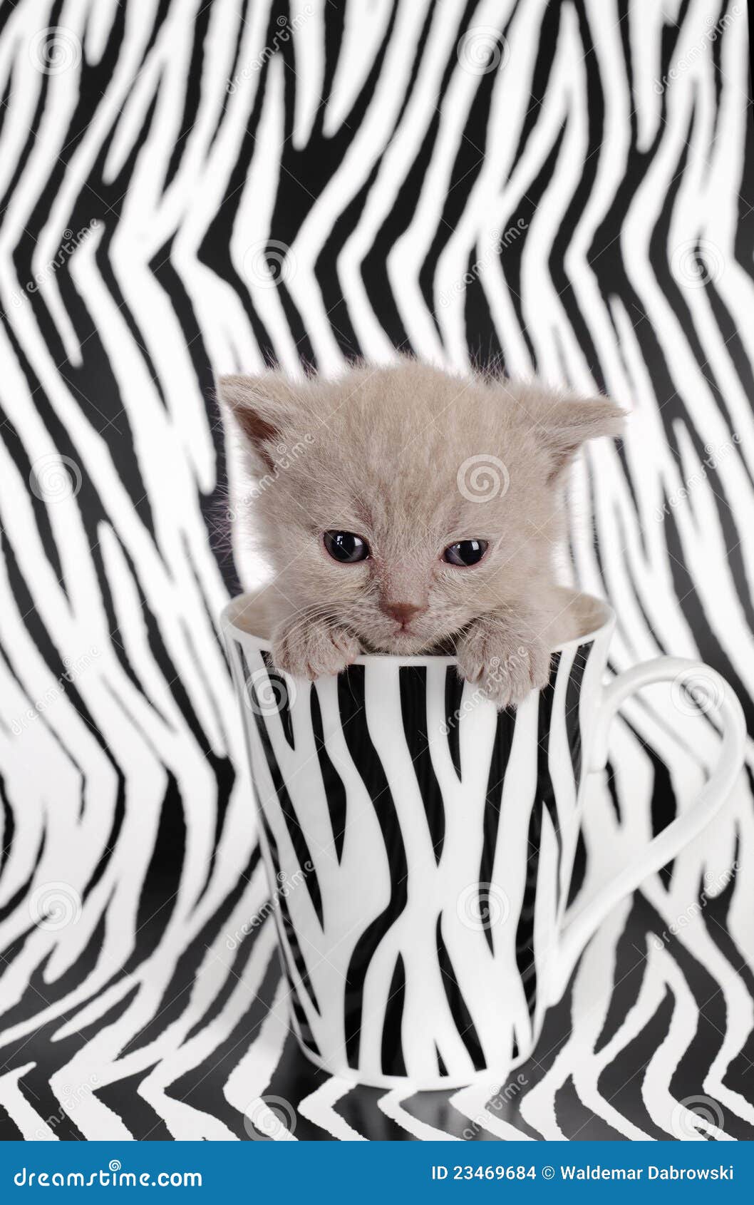 Chat De Zebre Photo Stock Image Du Pets Oeil Domestique