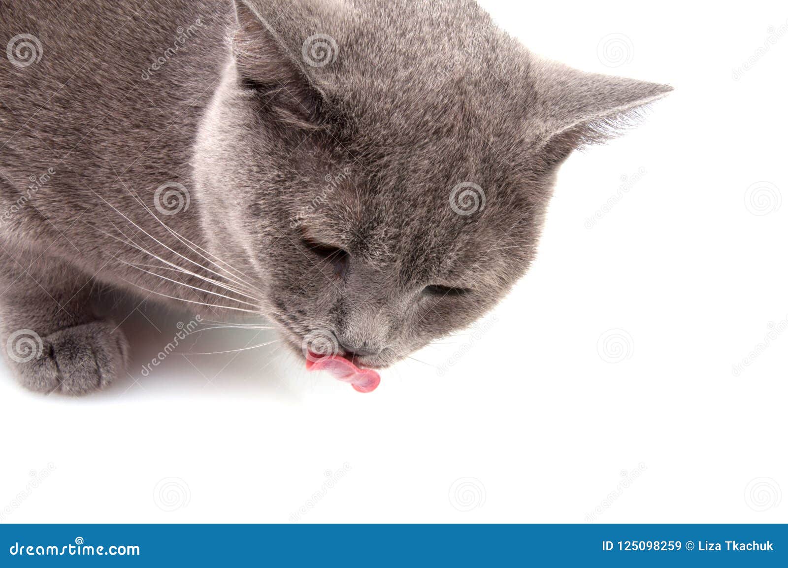 Chat Des Anglais De Gris Bleu Image Stock Image Du Chat