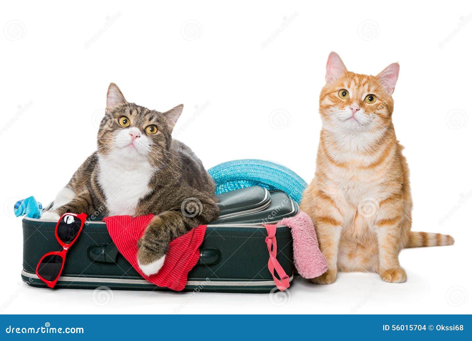 Chat Deux Raye Se Trouvant Avec Une Valise Photo Stock Image Du Traitement Chat Chat Deux Raye Se Trouvant Avec Une Valise Photo Stock Image Du Traitement Chat