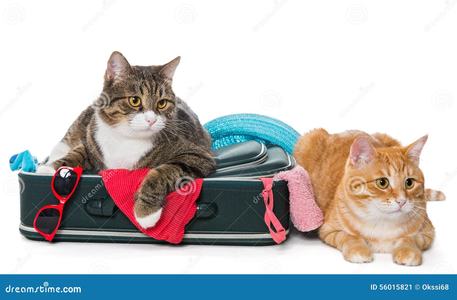 Chat Deux Raye Se Trouvant Avec Une Valise Image Stock Image Du Pets Fourrure Chat Deux Raye Se Trouvant Avec Une Valise Image Stock Image Du Pets Fourrure
