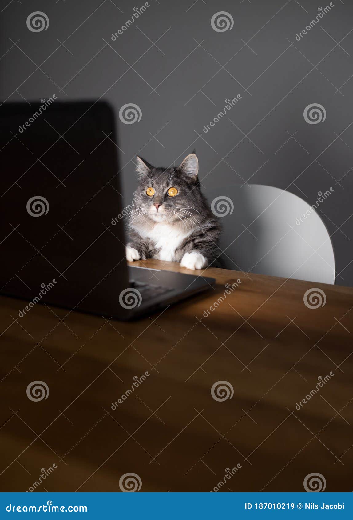 Chat Devant L Ecran D Ordinateur De L Ordinateur Portable Image Stock Image Du Portable Gens