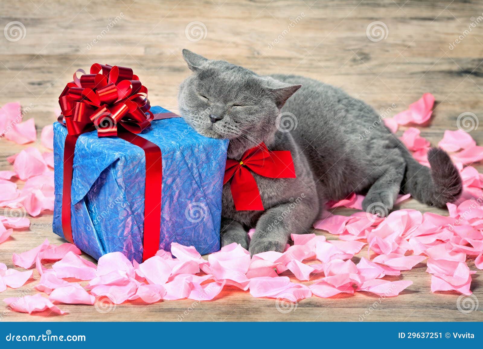 Chat Bleu De Carte D Anniversaire Avec La Fleur Photos Libres De Droits Et Gratuites De Dreamstime