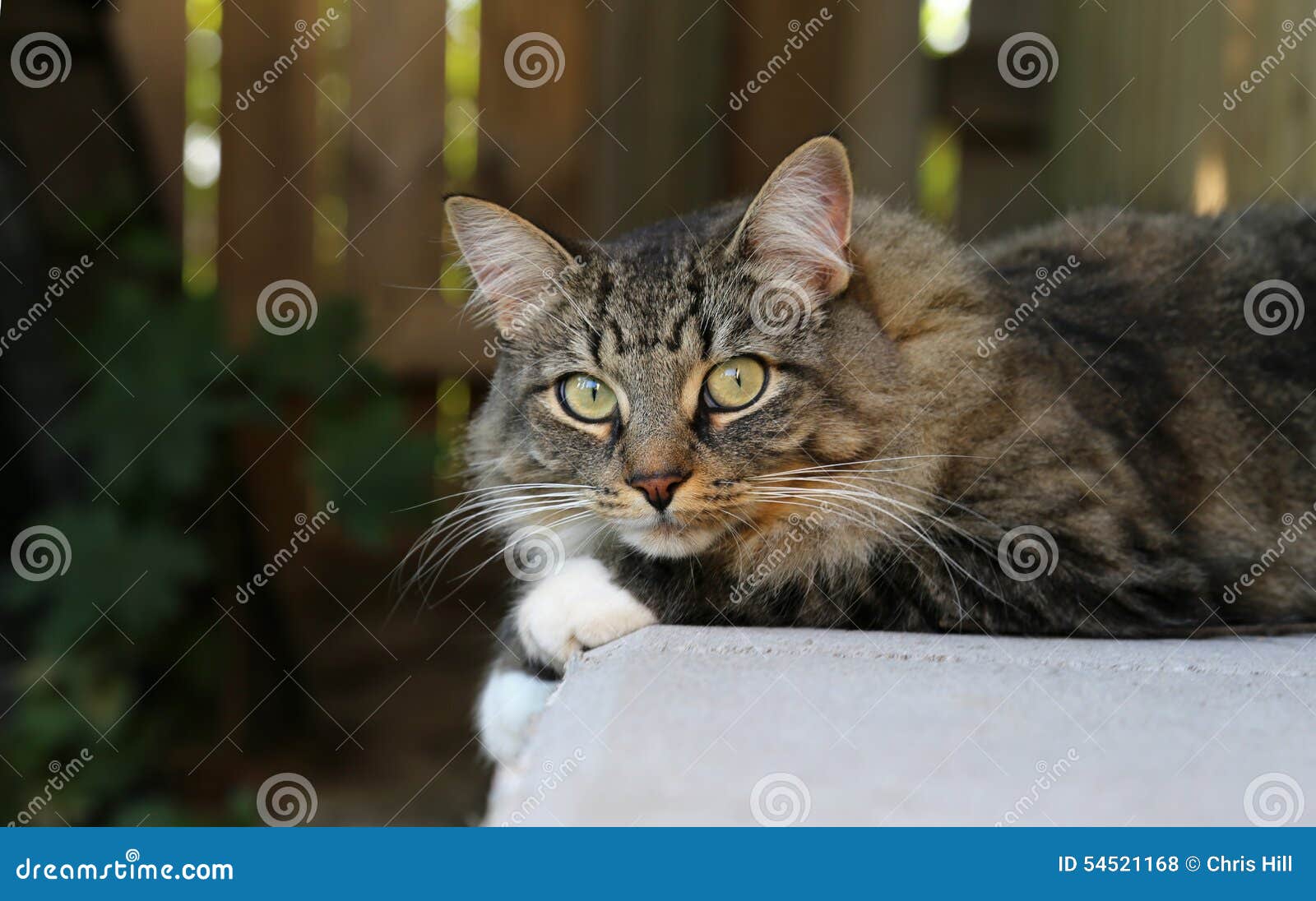 Chat doux. Un extérieur se reposant de chat de maison se reposant sur un mur de soutènement