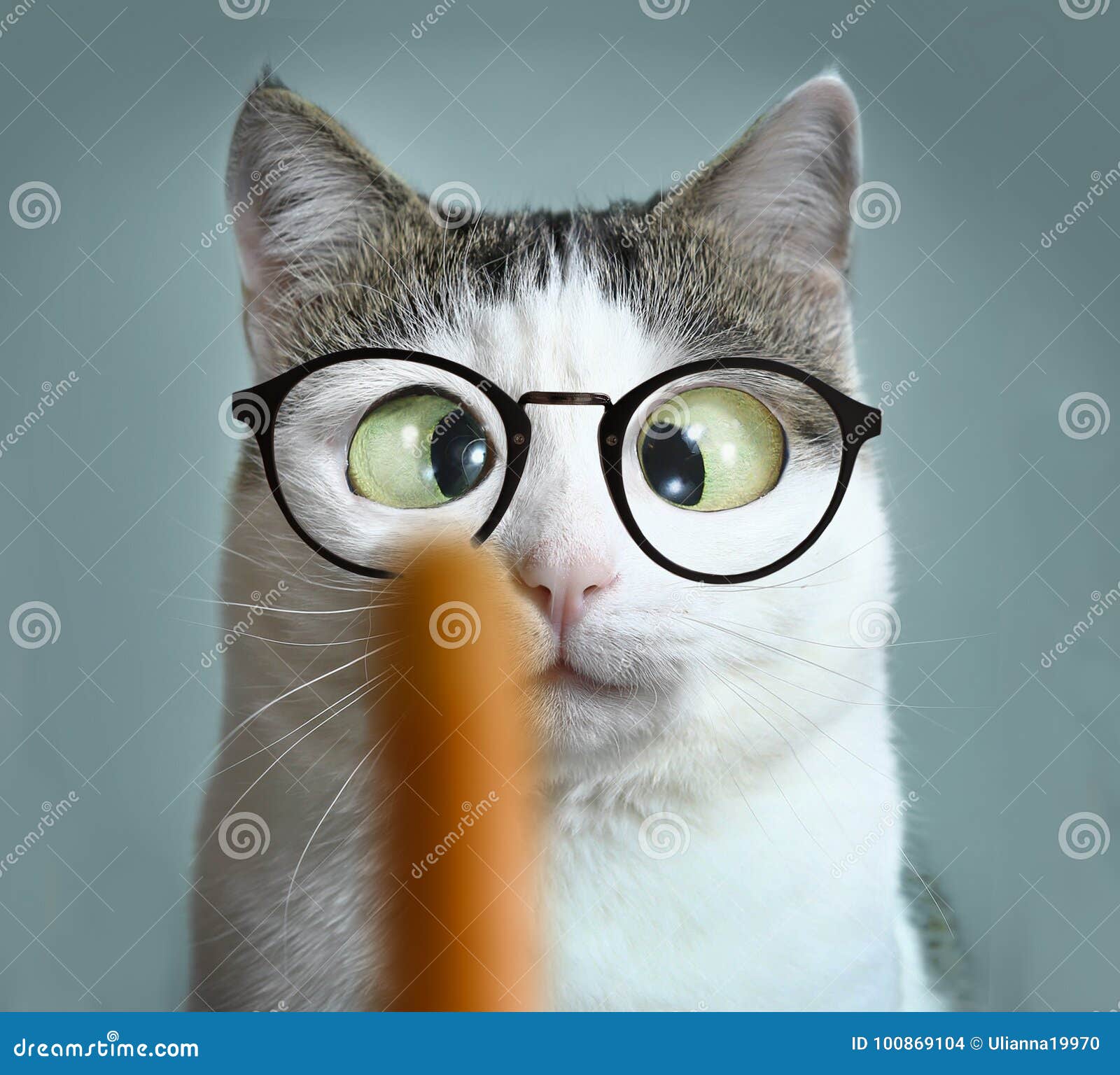 Chat Drole A L Appointmet D Ophtalmologiste Photo Stock Image Du Animal Carte