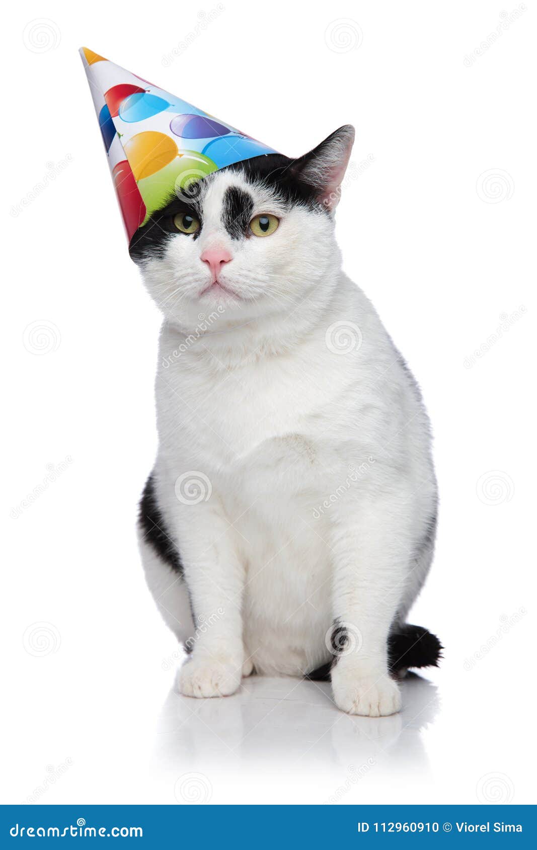 Chat Drole D Anniversaire Avec Le Chef De Glissement De Chapeau Photo Stock Image Du Chapeau Anniversaire Chat Drole D Anniversaire Avec Le Chef De Glissement De Chapeau Photo Stock Image Du Chapeau Anniversaire