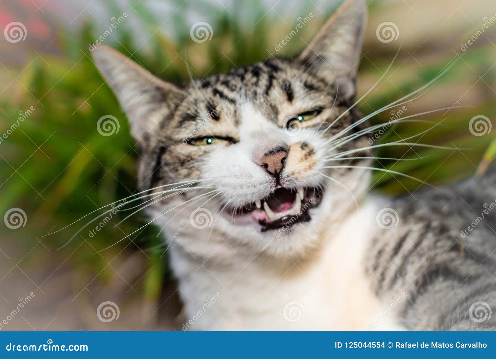 Chat Drole Sarcastique Photo Stock Image Du Pets