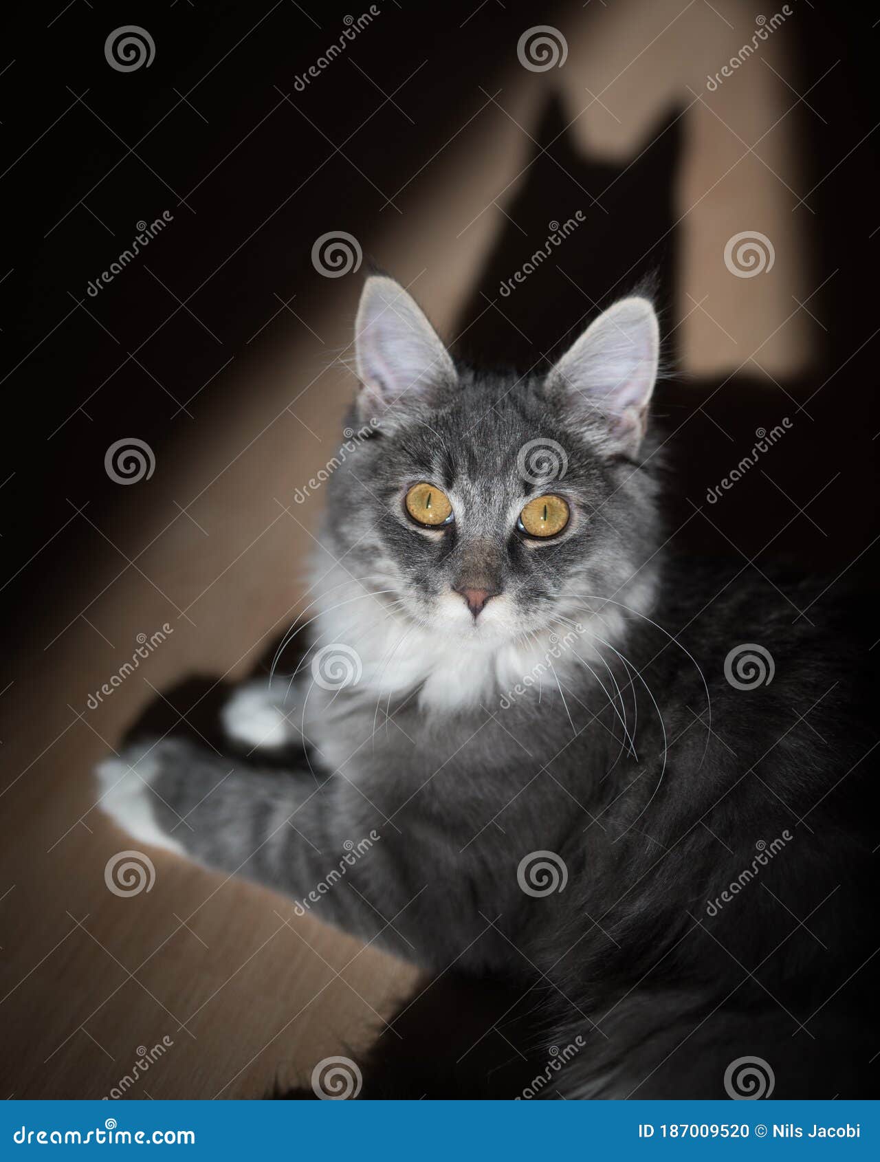 Chat Du Maine Coon Avec L Ombre Qui Ressemble A Une Chauve Souris Photo Stock Image Du Detente Silhouette Chat Du Maine Coon Avec L Ombre Qui Ressemble A Une Chauve Souris Photo Stock Image Du Detente Silhouette